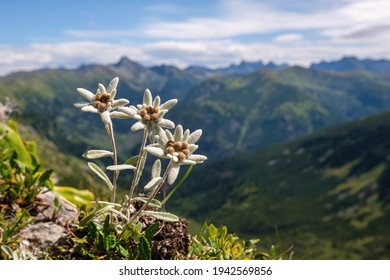 Wild and beautiful mountain flower Edelweiss, a symbol of high mountains. In the background the peaks of the High Tatras. Nature reserve, mountain flowers.