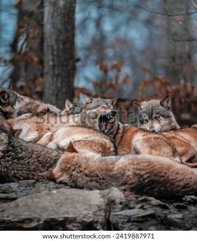 Wild Beauty: A Captivating Image of a Pack of Wolves Resting in the Forest
Two Wolves in a Forest: A Stunning Contrast of Wilderness and Color
A Moment of Intimacy Between Two Wolves in a Natural Sett