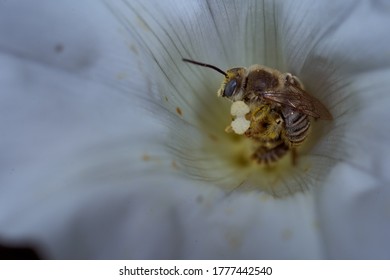 Wild Bee Climbs Out Of White Flower With Nectar 