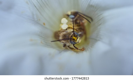 Wild Bee Climbs Out Of White Flower With Nectar 