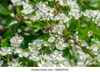Wild bee colect pollen from Crataegus flowers in May - Shutterstock ID 686829541