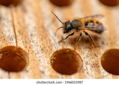 Wild Bee In The Insect Hotel (macro)