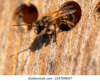 Wild bee in the insect hotel (macro)