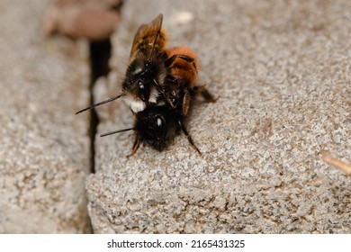 Wild bee macro close up