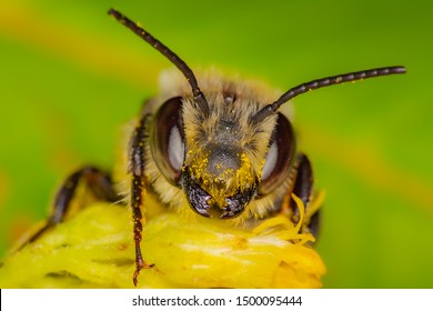 A wild bee in Quebec, Canada gathering pollen and nectar on yellow goldenrod flowers.