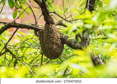 Wild Beehive On Tree In Early Summer