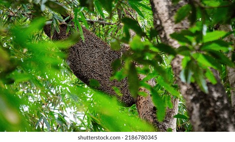 Wild Beehive On Tree Image