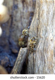 Wild bees hive in old gum tree. Picture of bee guarding the nest.