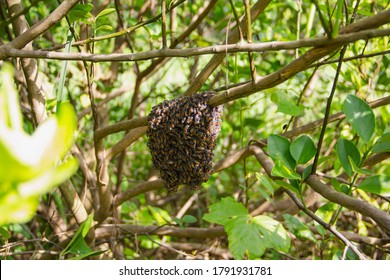 The Wild Bees Nest On The Branches. Little Bee In The Grass