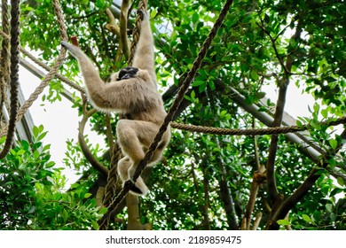 A Wild Beige Monkey Hanging From Ropes In A Jungle Habitat