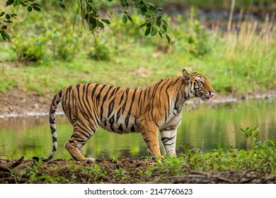 wild bengal tiger closeup in charging position with natural scenic green background in outdoor jungle safari at bandhavgarh national park forest tiger reserve madhya pradesh india - panthera tigris - Shutterstock ID 2147760623