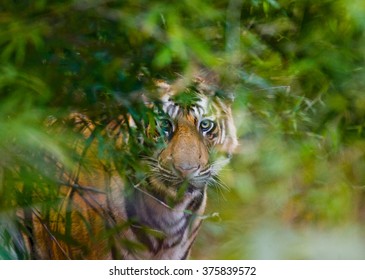 Wild Bengal tiger looks out from the bushes in the jungle. India. Bandhavgarh National Park. Madhya Pradesh. An excellent illustration.