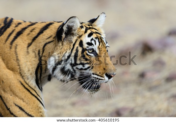 tigris tigrismi egy jó társkereső alkalmazás iPhone-hoz