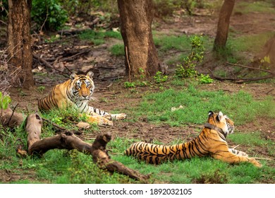 Wild Bengal Tigers Or A Mating Pair With Radio Collared In Naural Green Trees Background After Reintroducing Tiger Under Project Tiger Program At Sariska National Park Or Forest Rajasthan India