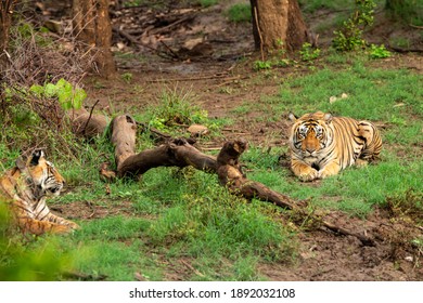 Wild Bengal Tigers Or A Mating Pair With Radio Collared In Naural Green Trees Background After Reintroducing Tiger Under Project Tiger Program At Sariska National Park Or Forest Rajasthan India