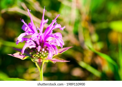 A Wild Bergamot (bee Balm) Plant On A Sunny Spring Day In Alberta. 