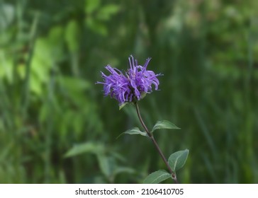 Wild Bergamot Blossom (monarda Fistulosa)