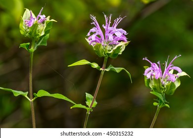 Wild Bergamot Flowers / Monarda Fistulosa