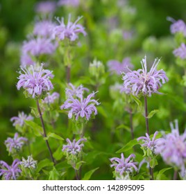 Wild Bergamot (Monarda Fistulosa) Flowers