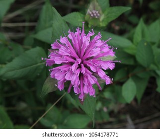 Wild Bergamot (Monarda Fistulosa) Purple Wildflower In Little Belt Mountains, Montana