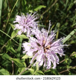 Wild Bergamot On The Prairie