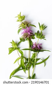  Wild Bergamot On The  White.