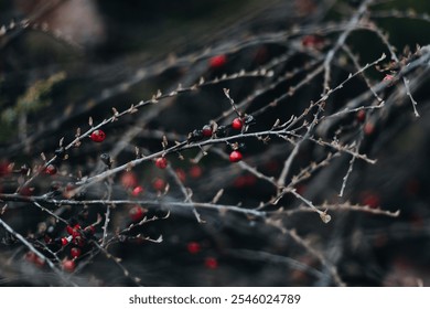 Wild Berries on Bare Branches in Autumn Forest - Powered by Shutterstock