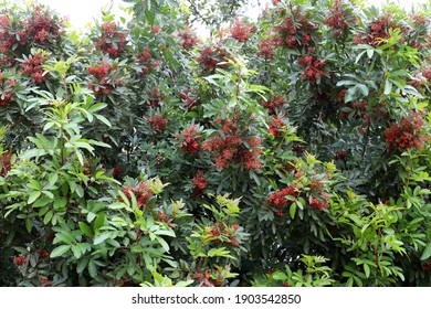 wild berries on bush branches in city par