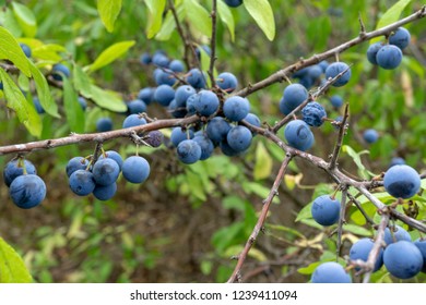 wild berries. Prunus spinosa, called blackthorn or slow.