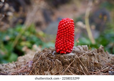 wild berry growing from a stump - Shutterstock ID 2258015299