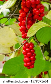 Wild Berry Lemongrass. Bunches Of Ripe Red Schisandra Berries Hanging