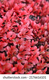 Wild Berry On Hudson Bay Canada