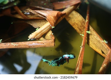 A wild betta fish with Green leaves of polygonatum multiflorum - Shutterstock ID 2182459679