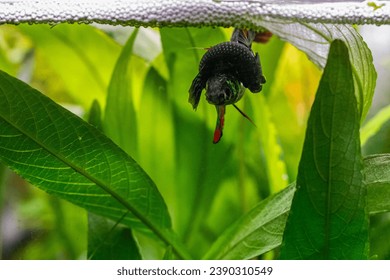 Wild Betta Imbellis, Peaceful betta, Siamese Fighting Fish breeding in natural habitat, Tropical habitat. - Shutterstock ID 2390310549