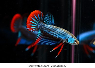 Wild betta imbellis Pk STM
				Colorful Betta fish .Swimming under water in clear glass tank aquarium, free movement isolated on green background ,3.5 months old age, Popular aquarium fish hobby,
				
