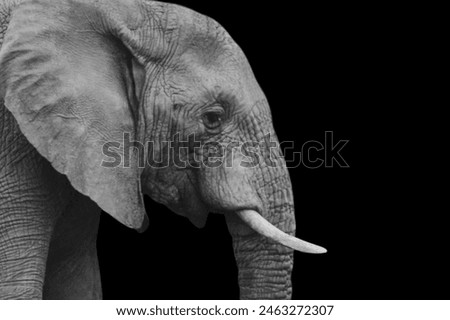 Similar – Image, Stock Photo Strong Animal portrait