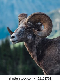 Wild Big Horn Sheep - Shutterstock ID 452121781