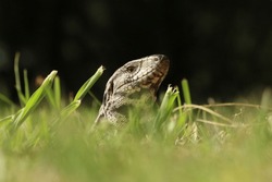 Wild Big Lizard Hidden In The Grass 
