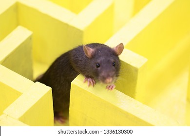 Wild Big Rat In The Maze Solves A Logical Problem