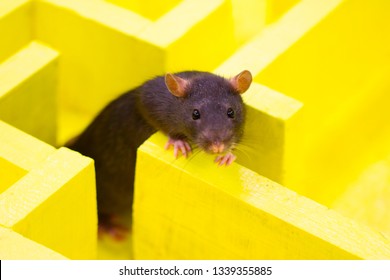 Wild Big Rat In The Maze Solves A Logical Problem