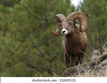 Wild Bighorn Mountain Sheep With Large Horns Standing On Cliff With Pine Tree Backdrop Montana Bow Archery Big Game Hunting Rocky Mountain Alpine Wildlife Viewing And Photography Ovis Canadensis