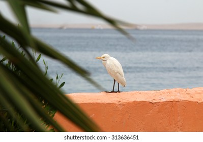 wild bird