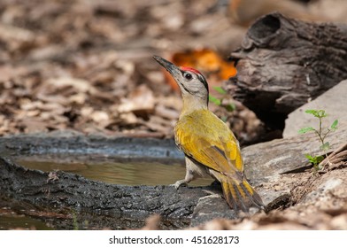 Wild bird