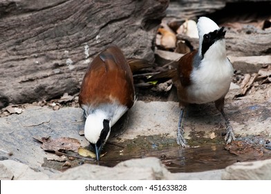 Wild bird