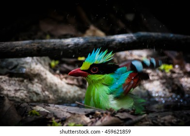 Wild bird