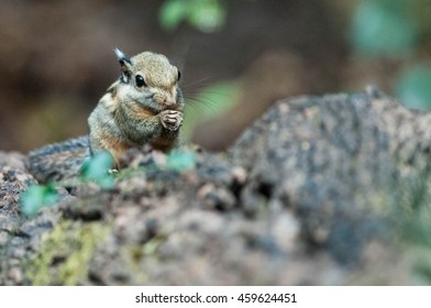 Wild bird
