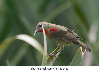 Wild bird