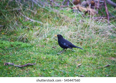 Wild Bird