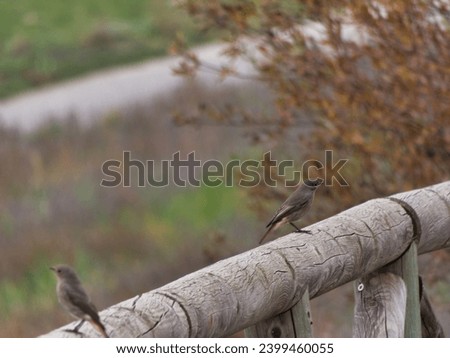 wild bird autumn outdoors in spain animal nature ornithology nature beak feathers wings