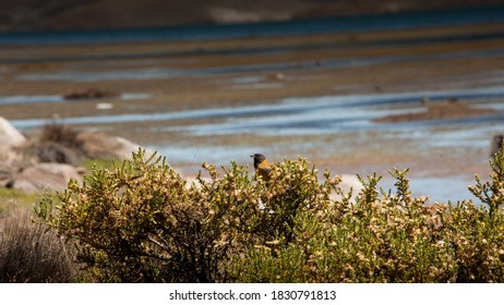 wild bird in a bush, Chile
